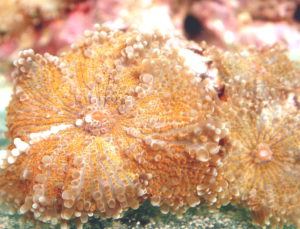 an underwater orange flower mushroom