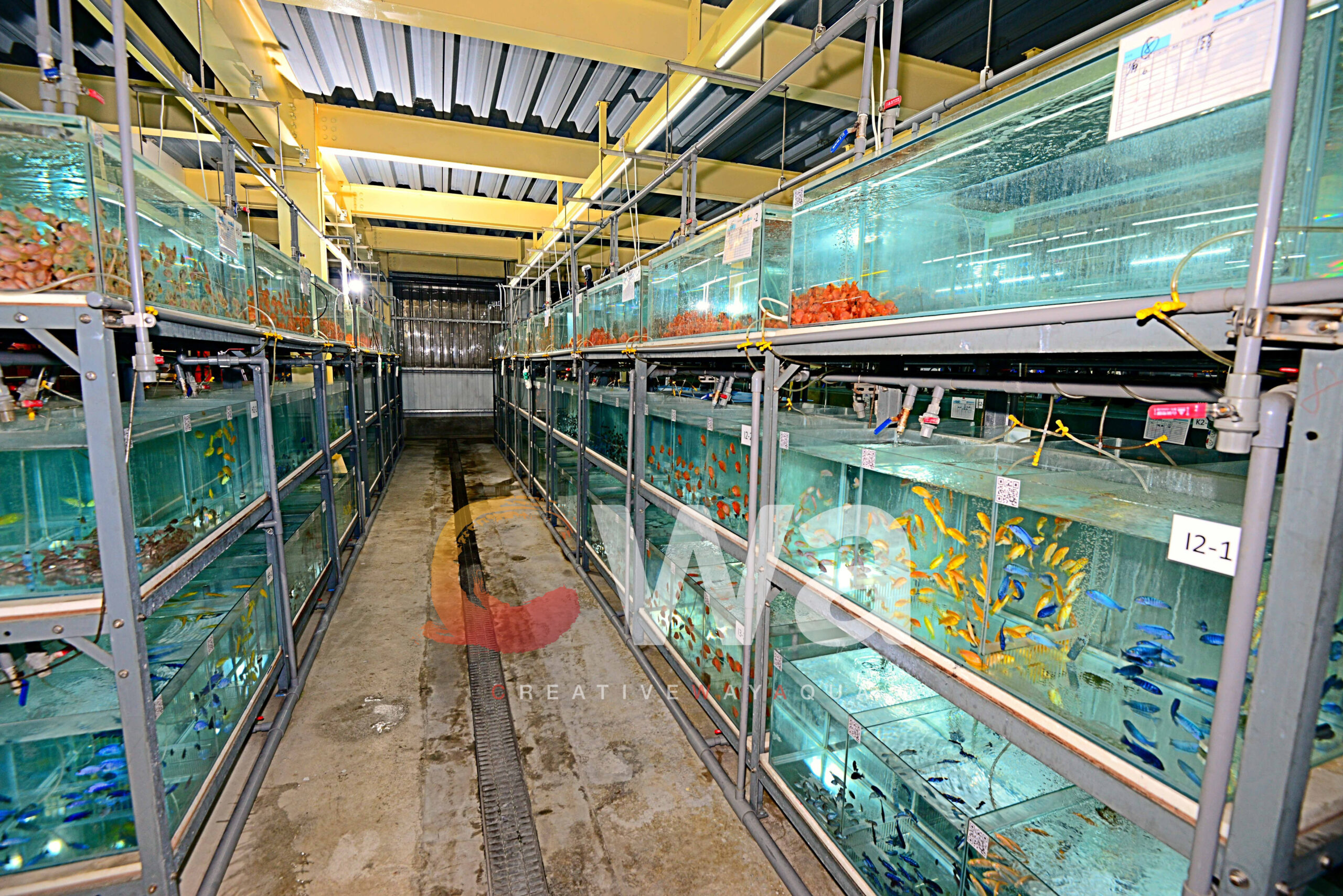 image of fish tanks
