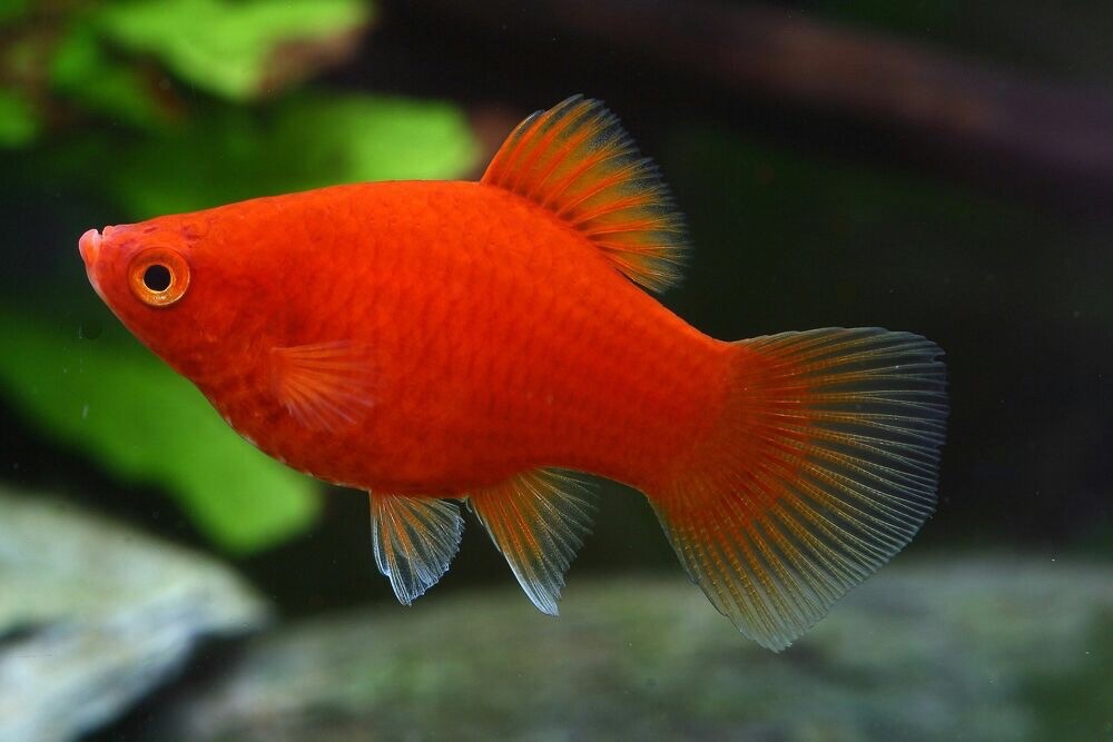 Platy coral