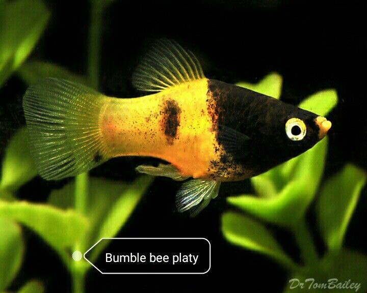 Platy bumble bee